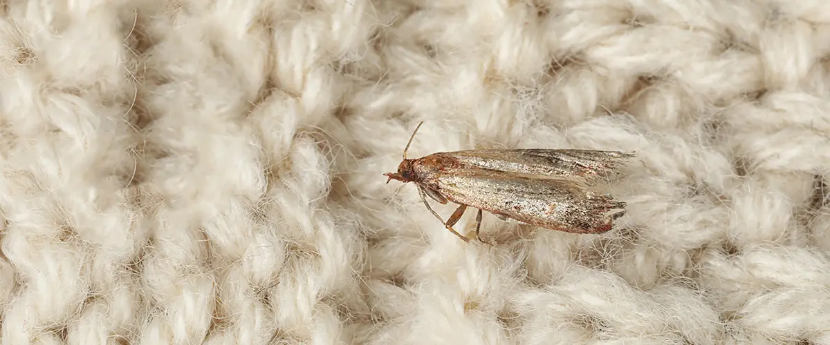How to Get Rid of Clothes Moths From Closets & Storage Areas